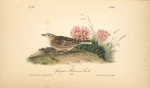 Sprague's Missouri Lark, Male