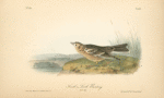 Smith's Lark-Bunting, Adult Male