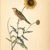 Contis Sharp-tailed Bunting, Male