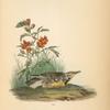 Missouri Meadow-Lark, Male