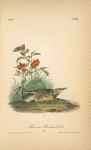 Missouri Meadow-Lark, Male