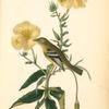 Yellow-bellied Flycatcher, Male