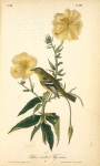 Yellow-bellied Flycatcher, Male