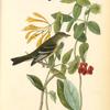 Least Flycatcher, Male