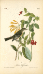 Least Flycatcher, Male