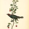 Brewers Black-bird, Male