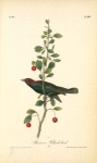 Brewers Black-bird, Male