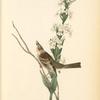 Shattuck's Bunting, Male