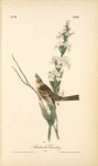 Shattuck's Bunting, Male