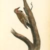Missouri Red-moustached Woodpecker, Male