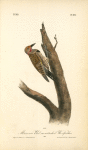 Missouri Red-moustached Woodpecker, Male