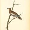 Texan Turtle-Dove, Male