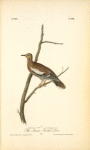 Texan Turtle-Dove, Male