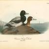 Common Scaup Duck, 1. Male 2. Female