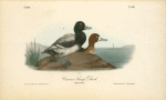 Common Scaup Duck, 1. Male 2. Female