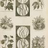 Cotton: plants and fibers.