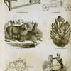 Wool: merino sheep, wool processing machinery and teazle.