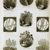 Flax, flax fibers, hemp, and similar plants