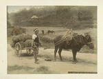 Carrying rice-bales to market.