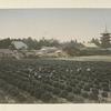 Tea-Yard at Uzi, Yamashiro