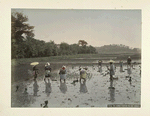 The Farmer Planting the Rice Spronts