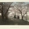 Cherry Flower-Street, at Mukojima, Tokio