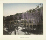 Wisteria Flower at Kameido Tokio