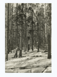 Marking timber in winter. Lodgepole pine stand. Holy Cross National Forest, Colorado.