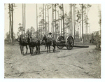 Hauling logs by mule team, Irwin Co., Ga.