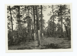 Turpentine boxes, Southerland, Fla.