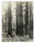 Mariposa Grove Bigtree.