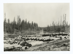 Logs in Stillwater River near Olney, Montana