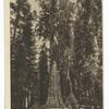 General Sherman' tree, Sequoia National Park, California.