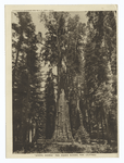 General Sherman' tree, Sequoia National Park, California.