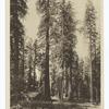 Patriarchs of the Mariposa Grove, California