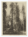 Patriarchs of the Mariposa Grove, California