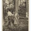 In a turpentine orchard