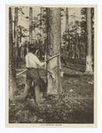 In a turpentine orchard