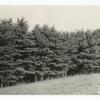 Good stand of white pine, Otsego Co., New York