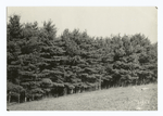 Good stand of white pine, Otsego Co., New York