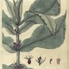 Triosteum perfoliatum.  (feverwort...red-flowered fever-root).