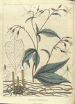 Gillenia trifoliata.  (indian physic).