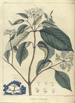 Cornus sericea.  (swamp dogwood).