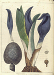 Symplocarpus var. â. angustispatha.  (narrow spathed skunk-cabbage).