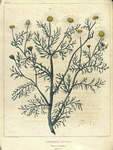 Anthemis cotula.  (wild chamomile. May-weed).