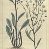 Erigeron philadelphicum.  (scabious).