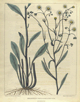 Erigeron philadelphicum.  (scabious).