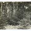 Spruce reproduction, Pisgah National Forest, North Carolina