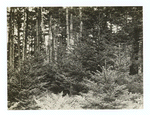 Spruce reproduction, Pisgah National Forest, North Carolina