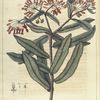 Asclepias tuberosa.  (butterfly-weed).